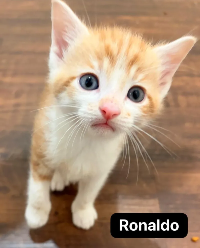 A baby medium-sized male Domestic Short Hair cat named Ronaldo for adoption in Johnson City, TN
