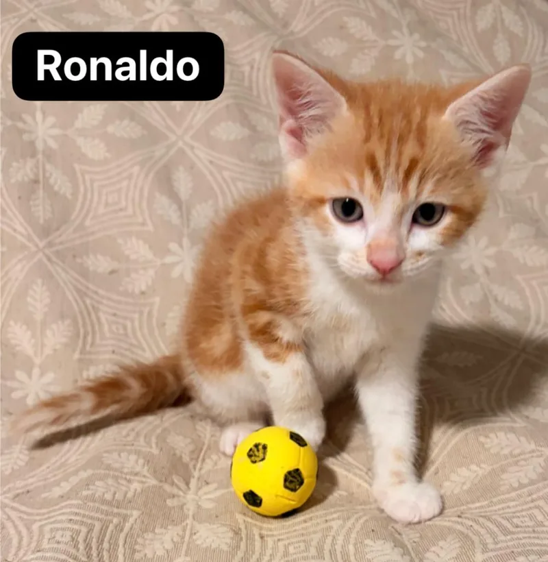 Ronaldo thumbnail 6