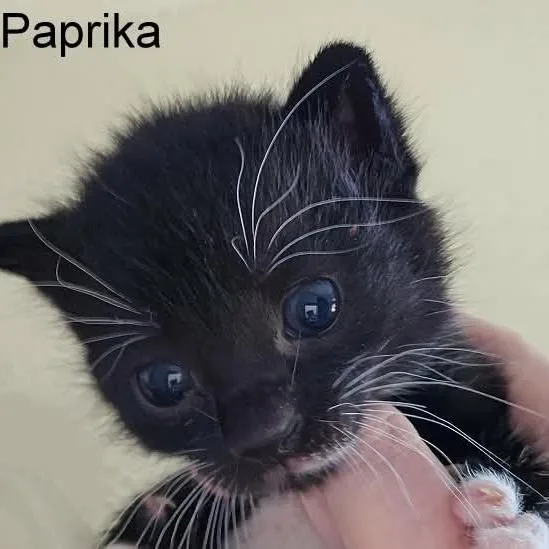 Paprika thumbnail 2