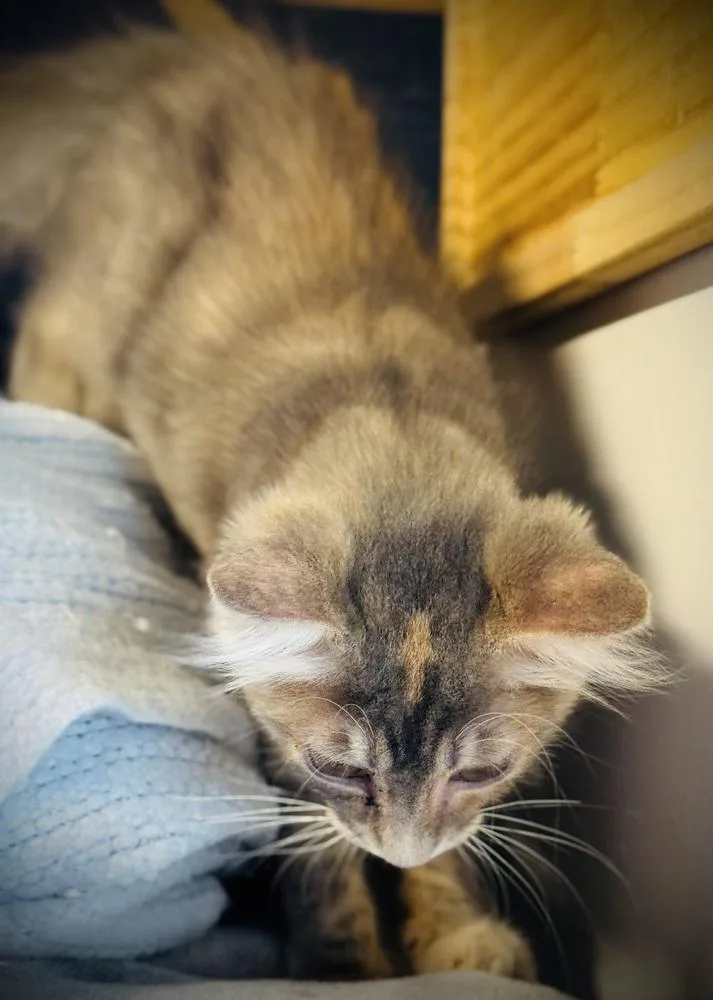A baby small-sized female Gray / Blue / Silver Domestic Medium Hair cat named Trixie for adoption in Jackson, GA