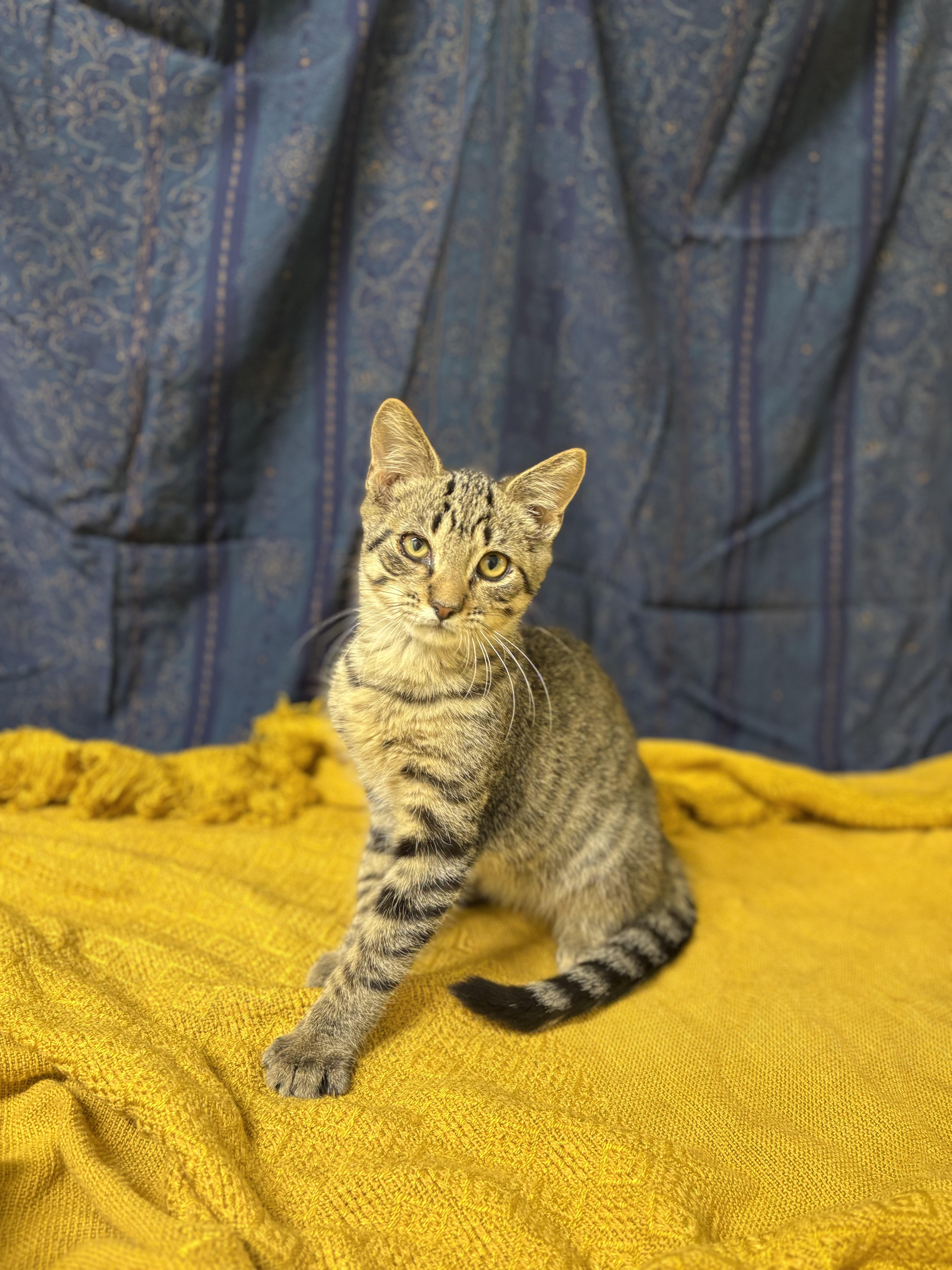 A young medium-sized male Tabby (Tiger Striped) Domestic Short Hair cat named Jasper for adoption in Upper Sandusky, OH
