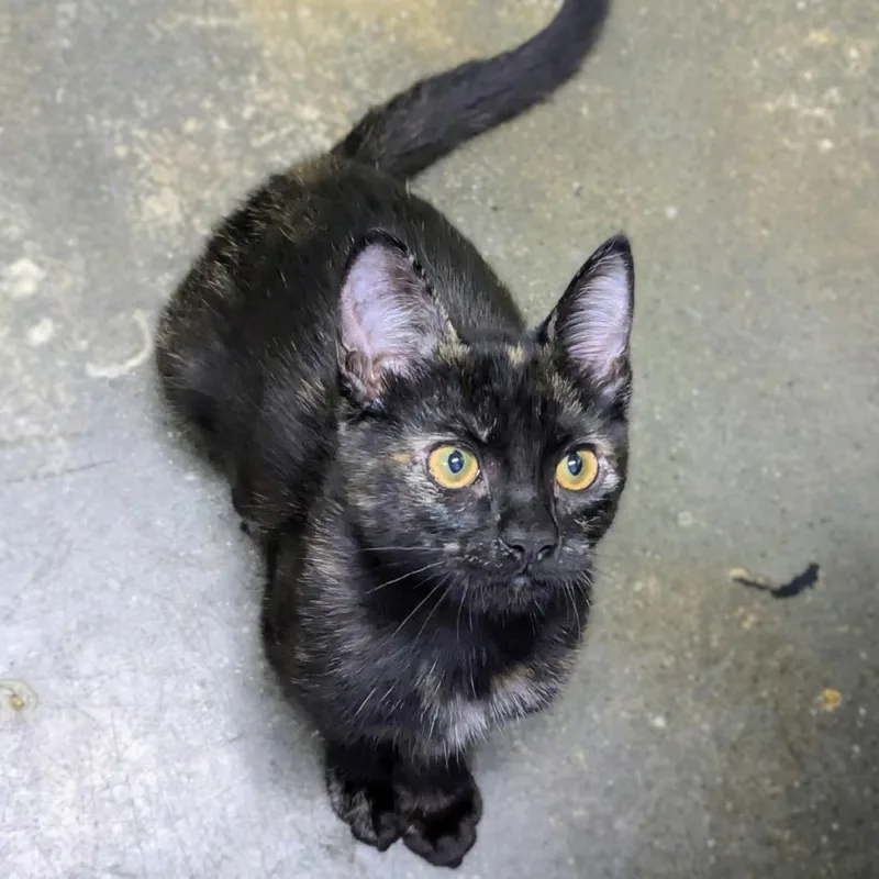A baby small-sized female Black Domestic Short Hair cat named Selena for adoption in Los Angeles, CA