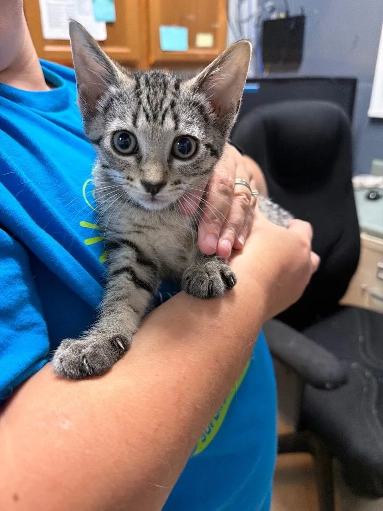 A baby small-sized female Tabby cat named Flora for adoption in Virginia, MN