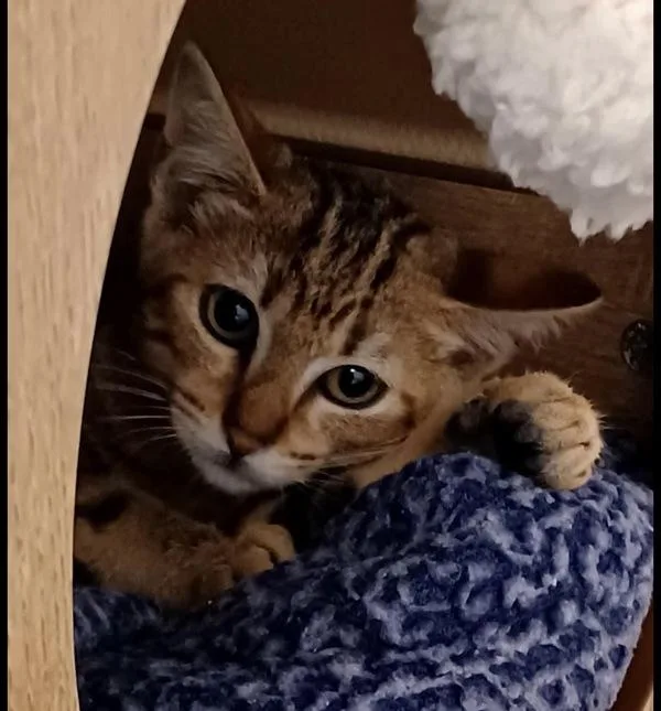 A young small-sized female Domestic Short Hair cat named Working Cat Marble for adoption in San Diego, CA