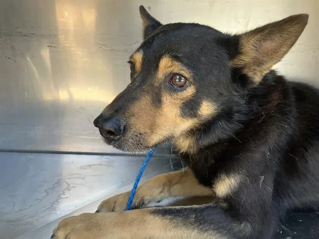 An adult medium-sized male Mixed Breed dog named Dobby for adoption in Dallas, TX