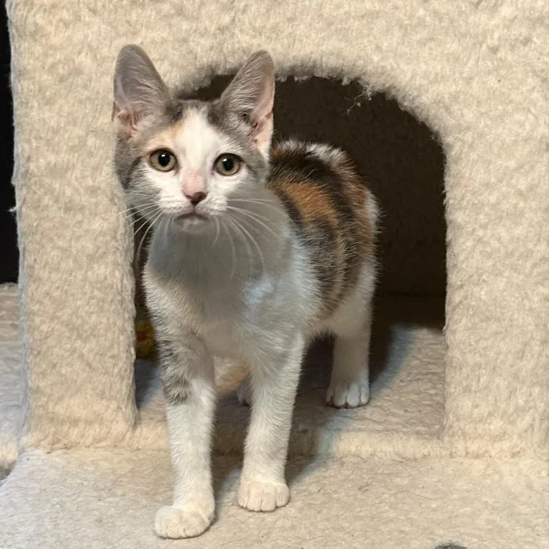 A baby small-sized female Domestic Short Hair cat named Ambrosia for adoption in Woodstock, GA