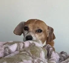 An adult small-sized female Dachshund dog named Millie Courtesy Listed for adoption in Midland, MI