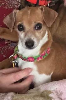 Millie Courtesy Listed thumbnail 2
