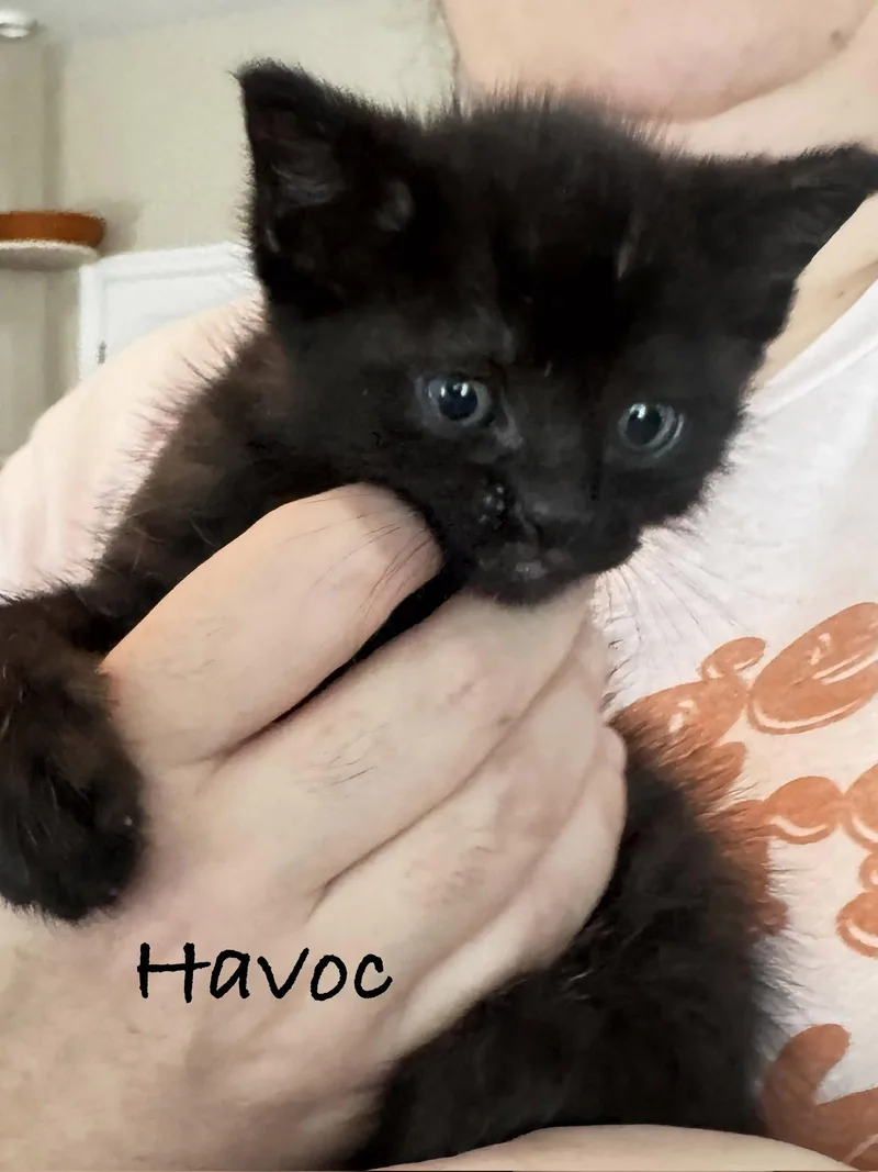A baby medium-sized male Black Domestic Short Hair cat named Havoc for adoption in Seal Beach, CA