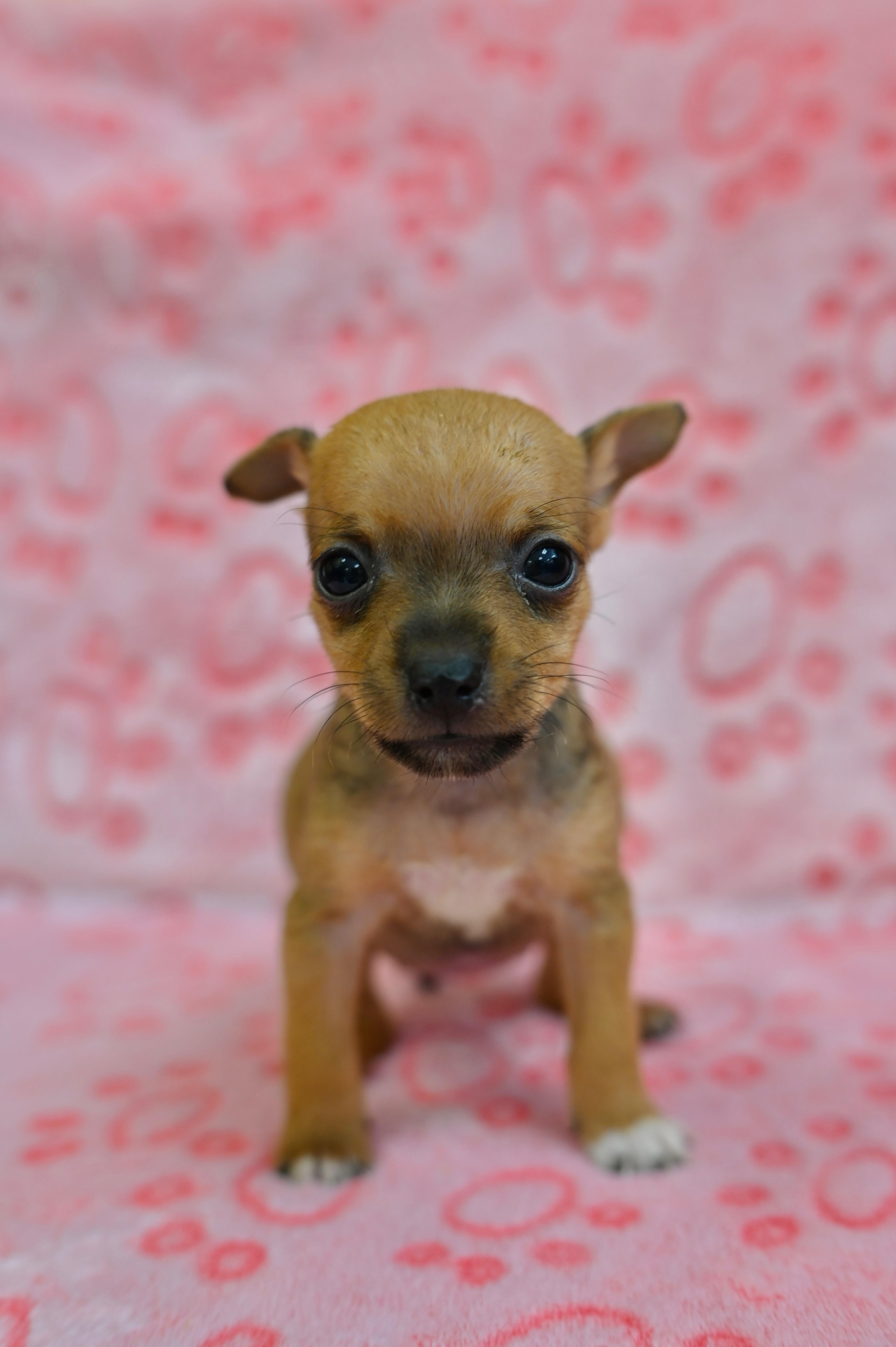 A baby small-sized female Xoloitzcuintli / Mexican Hairless dog named Fifa for adoption in Miami, FL
