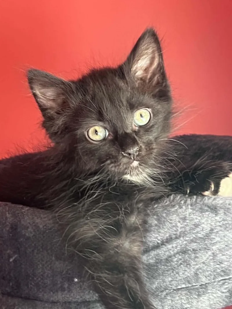 A baby small-sized female Domestic Short Hair cat named Ezra for adoption in Somerset, KY