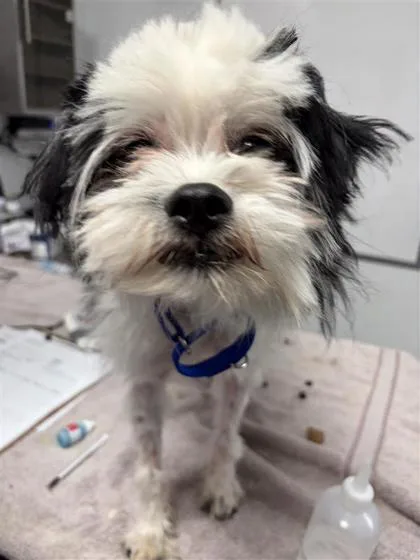 An adult small-sized male Mixed Breed dog named Gremlin for adoption in West Chester, PA