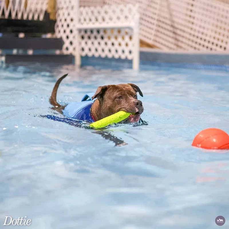 An adult large-sized female Brown / Chocolate Pit Bull Terrier dog named Dottie for adoption in Hopkinton, MA