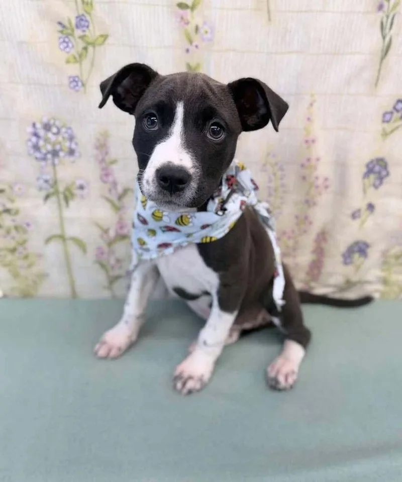 A young medium-sized female Tricolor (Brown, Black, & White) Border Collie dog named Cheese for adoption in Aurora, CO