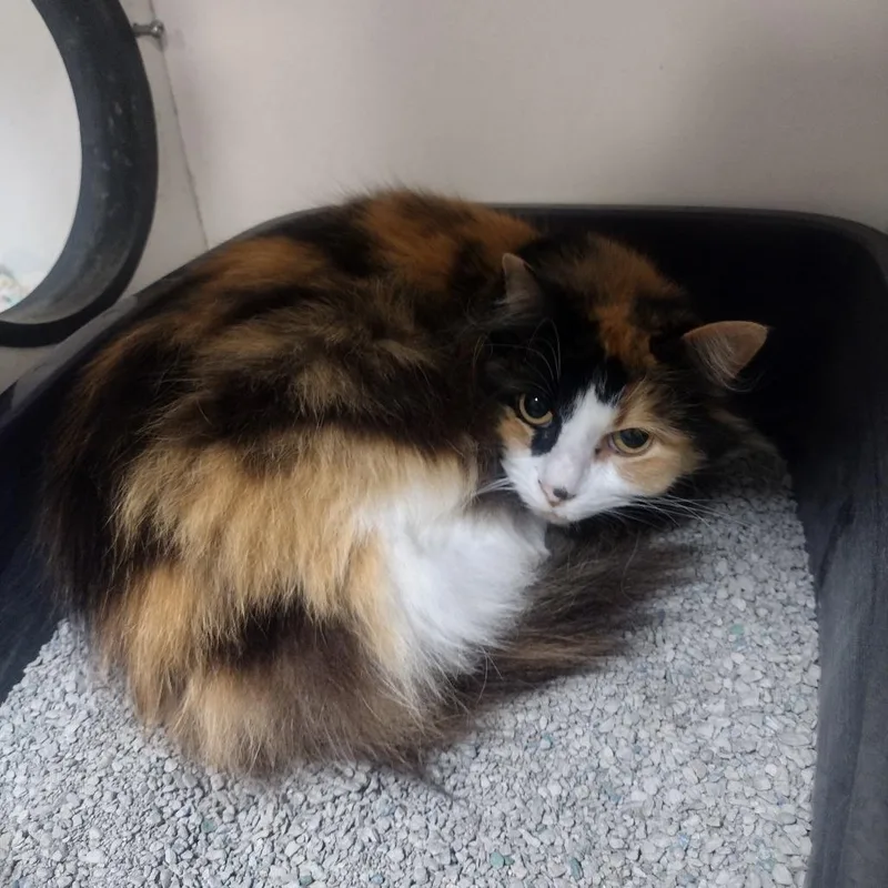 A young small-sized female Orange / Red Domestic Long Hair cat named Angel for adoption in Troy, IL