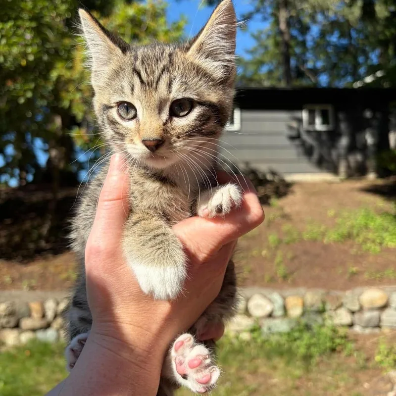 A baby small-sized female Gray / Blue / Silver Domestic Short Hair cat named Guppy for adoption in Ferndale, WA
