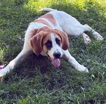 Elliot