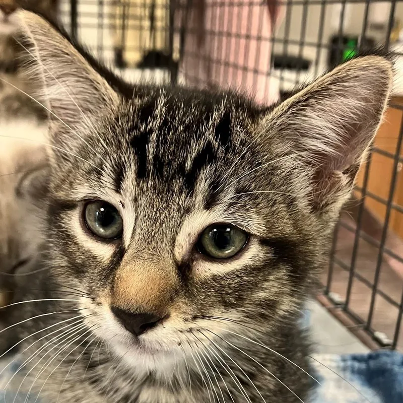 A baby small-sized male Black Domestic Short Hair cat named 111892 for adoption in Las Cruces, NM