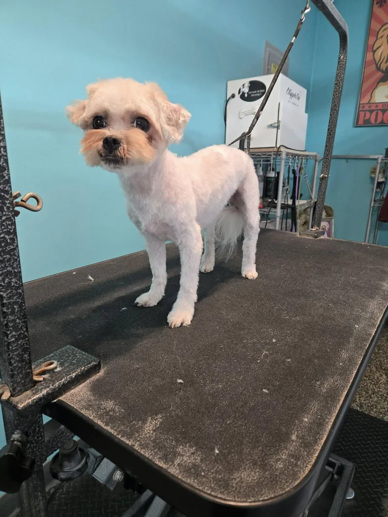 A young small-sized female White / Cream Bolognese dog named Spice for adoption in Clairton, PA