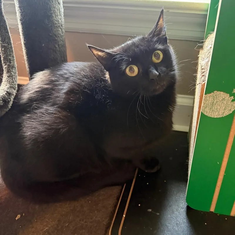 A young medium-sized female Black Domestic Short Hair cat named Mama Lowes for adoption in Brownsboro, AL