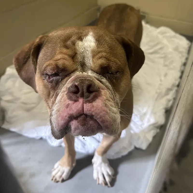 An adult medium-sized female Brown / Chocolate Mixed Breed dog named Coconut Crunch for adoption in Columbus, GA