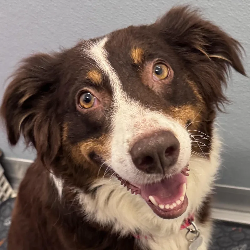 A young medium-sized female Australian Shepherd dog named Sienna for adoption in Palatine, IL