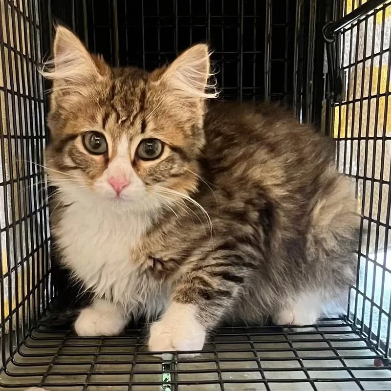 A baby small-sized male Brown / Chocolate Domestic Long Hair cat named Beep for adoption in Pahoa, HI