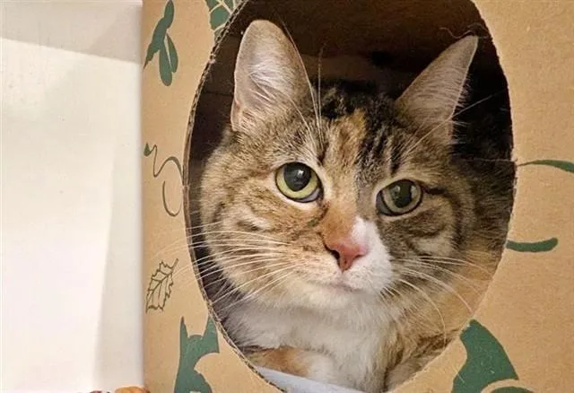 An adult medium-sized female Domestic Medium Hair cat named Little Bit for adoption in Saint Louis, MO