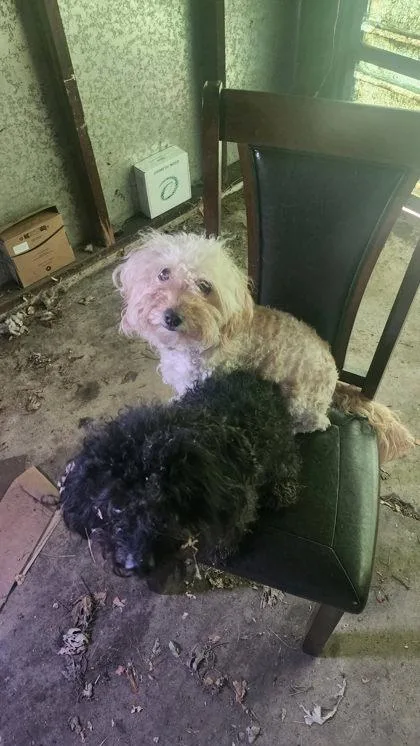 An adult small-sized female Maltese dog named Yang for adoption in Hobart, IN