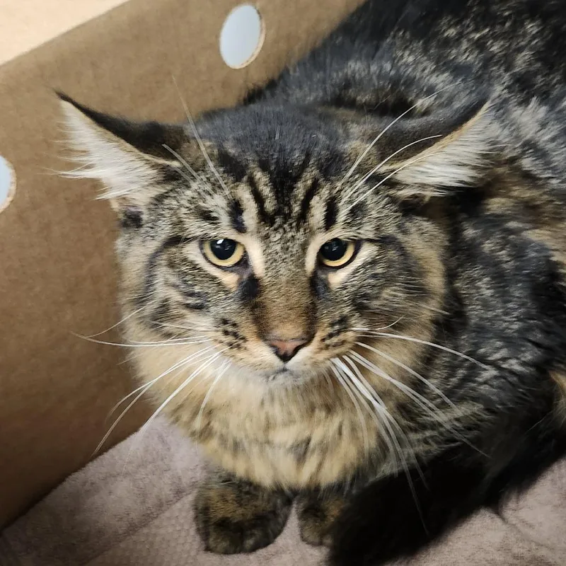 A young medium-sized male Brown / Chocolate Domestic Medium Hair cat named Saturday for adoption in Novelty, OH