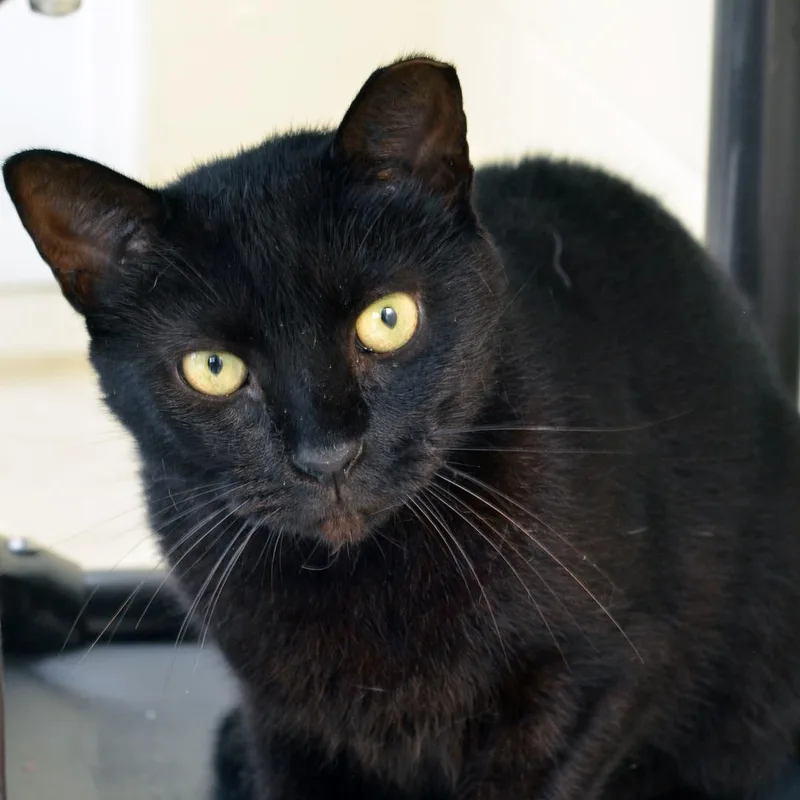 An adult medium-sized male Domestic Short Hair cat named Sireous Jag Black for adoption in Sanford, FL