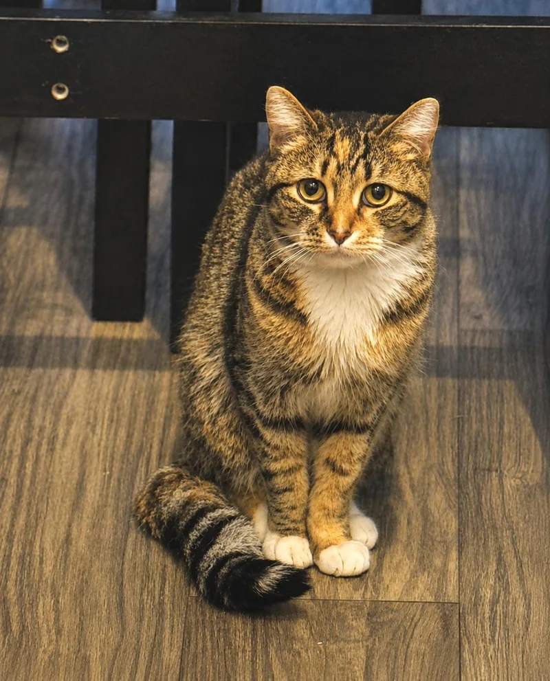 An adult medium-sized female Brown / Chocolate Torbie cat named Stella Watson for adoption in Chandler, AZ