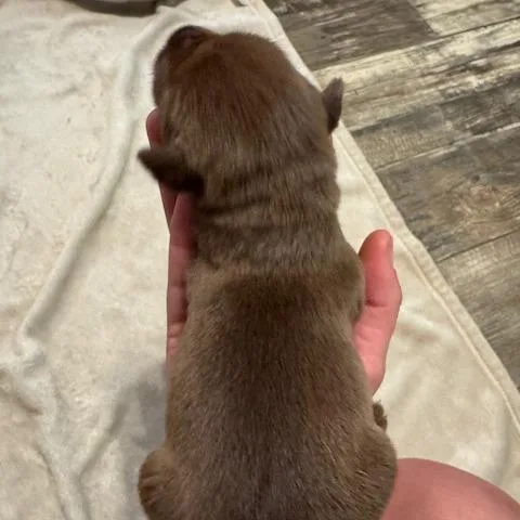 A baby small-sized female Brown / Chocolate Mixed Breed dog named Evee for adoption in Alabaster, AL