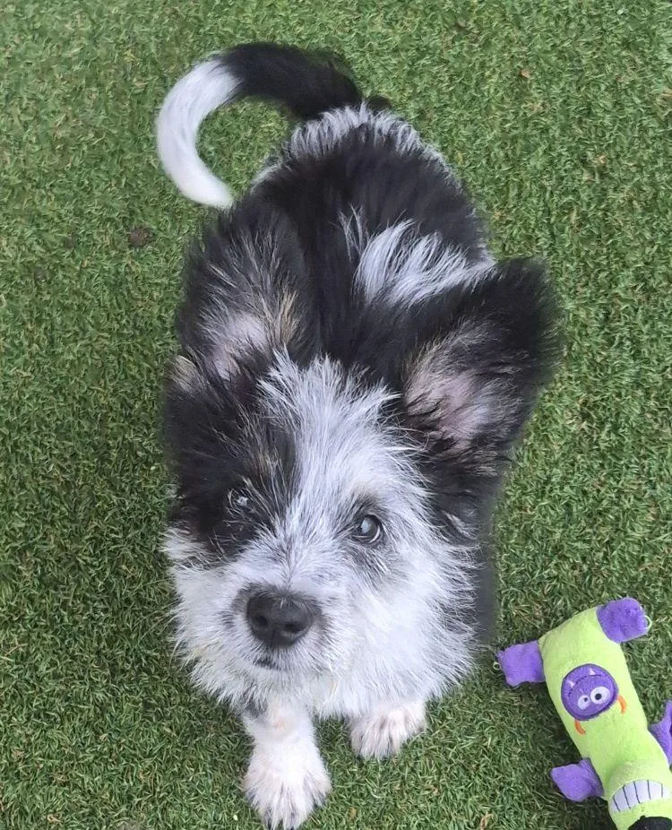 A young small-sized female Black Australian Shepherd dog named Nyx for adoption in Carrollton, TX