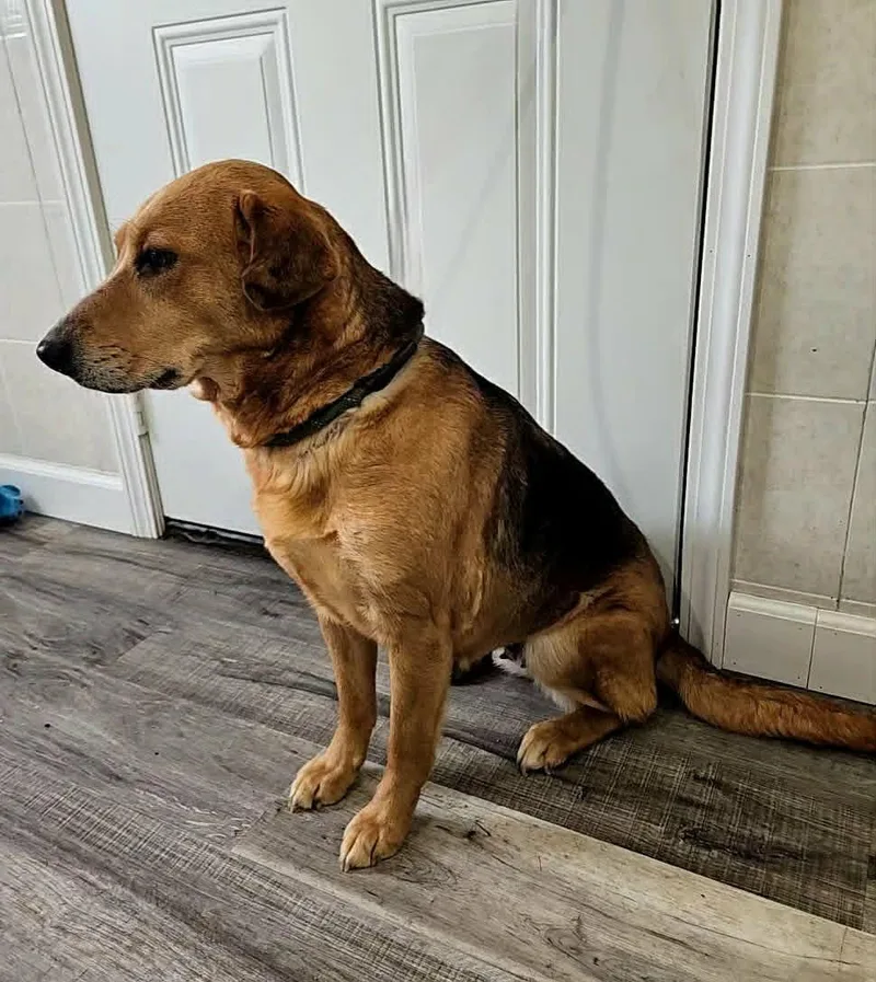 An adult medium-sized female Brown / Chocolate Hound dog named Zephy for adoption in Hoopeston, IL