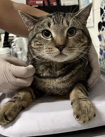 An adult large-sized male Domestic Short Hair cat named Thorton for adoption in Pensacola, FL