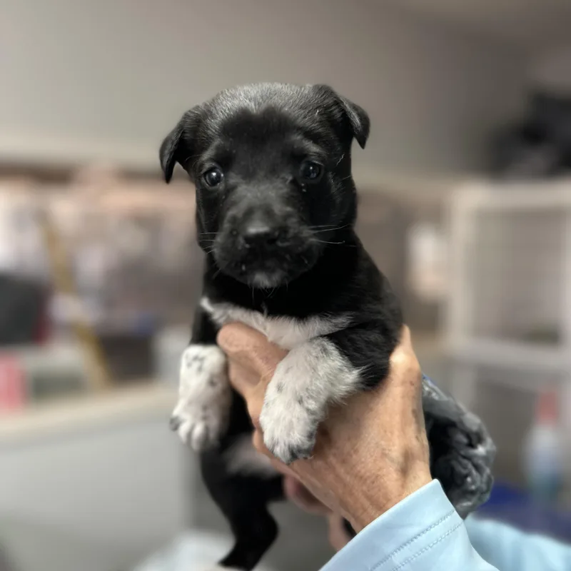 A baby medium-sized female Black Cattle Dog dog named Goatee for adoption in Columbia, SC