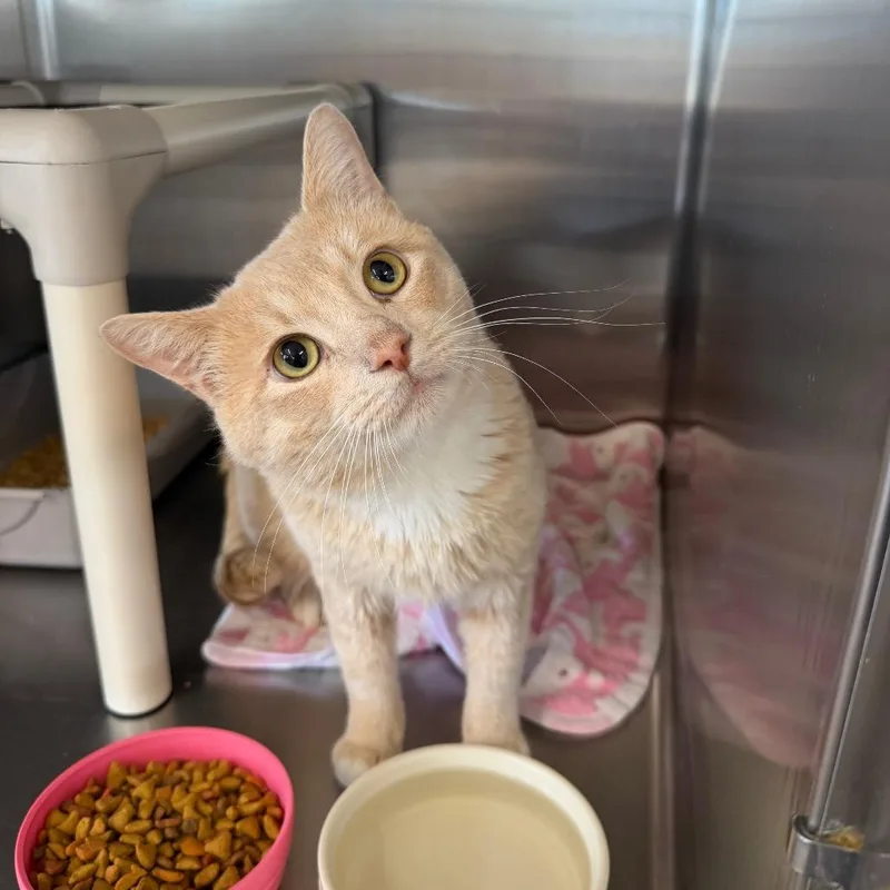 An adult small-sized male Orange / Red Domestic Short Hair cat named Pickle for adoption in Spanish Fork, UT