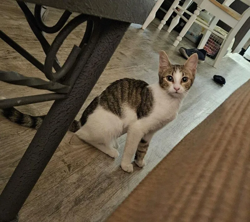 A baby medium-sized female Tabby cat named Stringbean for adoption in San Jose, CA