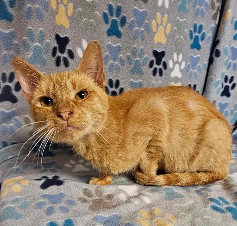 A young medium-sized male Domestic Short Hair cat named H.a.m for adoption in Wabash, IN