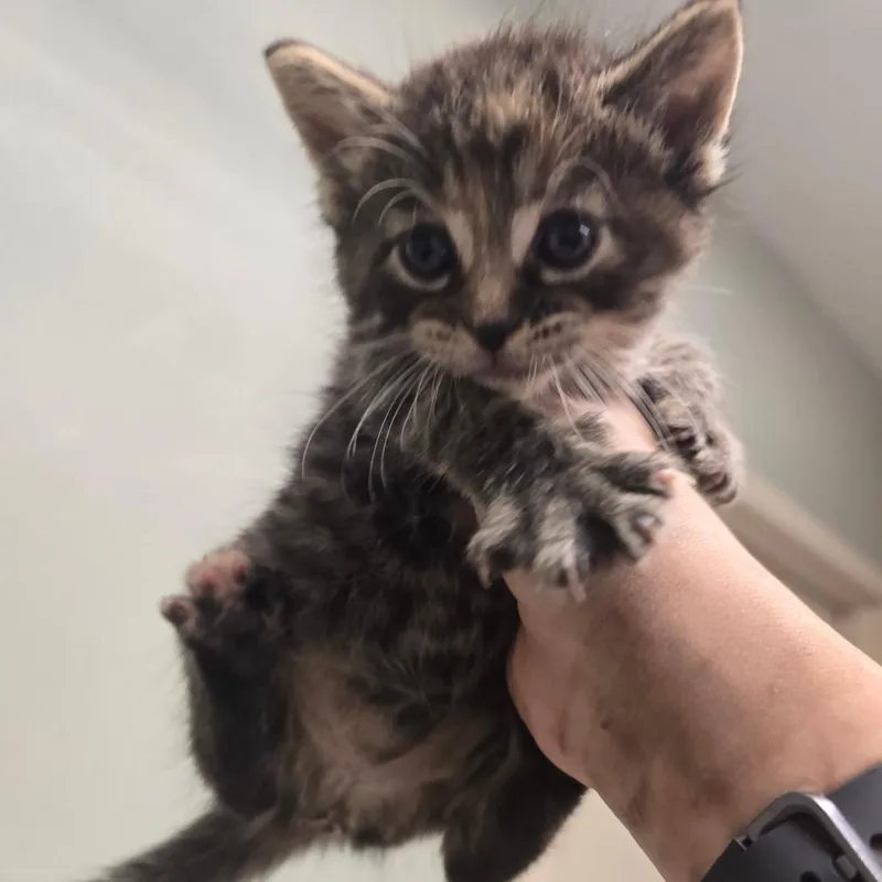 A baby small-sized female Brown / Chocolate Domestic Short Hair cat named Kia for adoption in Waldorf, MD