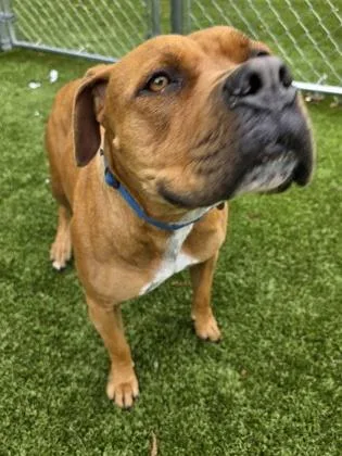 An adult large-sized female Mixed Breed dog named Lila for adoption in Savannah, GA