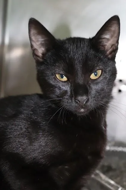 A baby small-sized female Domestic Short Hair cat named Maude for adoption in New Orleans, LA