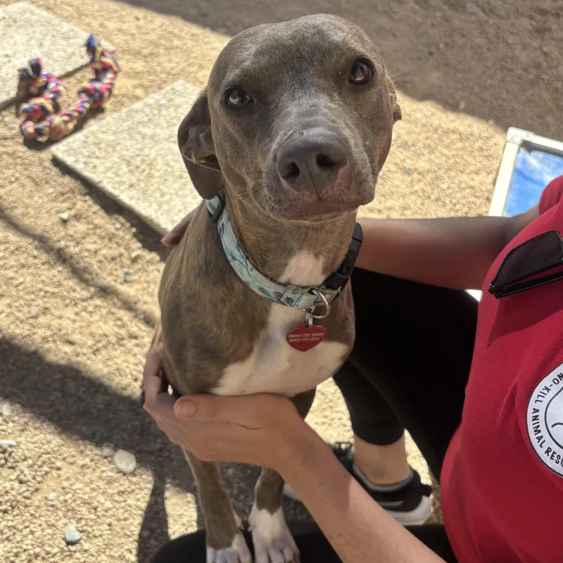 A baby small-sized female Whippet dog named Olivia for adoption in Phoenix, AZ