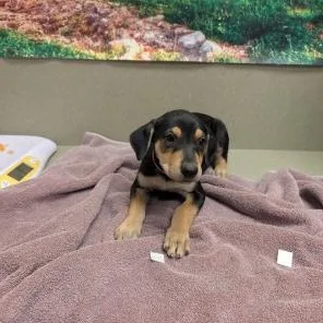A baby small-sized female Labrador Retriever dog named Save Me Please Belle for adoption in San Marcos, CA