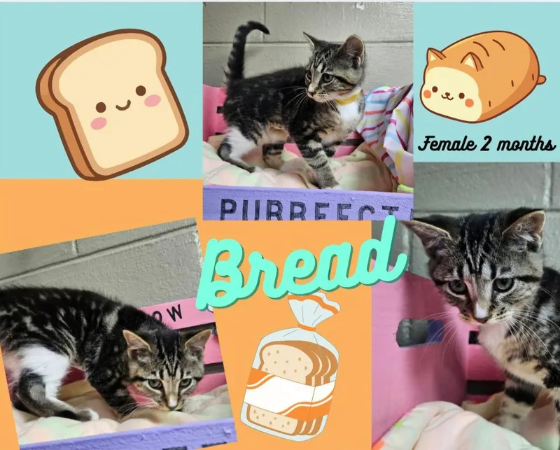 A baby small-sized female Domestic Short Hair cat named Bread for adoption in Blountville, TN