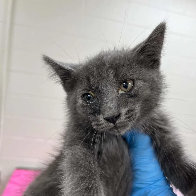 A baby small-sized female Gray / Blue / Silver Domestic Short Hair cat named SVASStray for adoption in Lyndhurst, VA