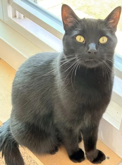 A young large-sized male Domestic Short Hair cat named Blackjack for adoption in Cecil, WI