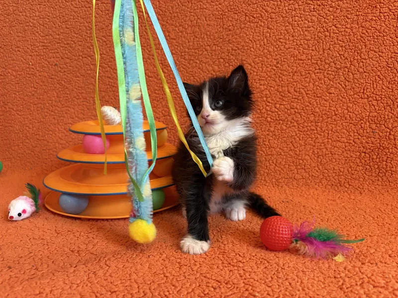 A baby medium-sized male Black & White / Tuxedo Domestic Medium Hair cat named Finn Bonded With for adoption in Fremont, CA