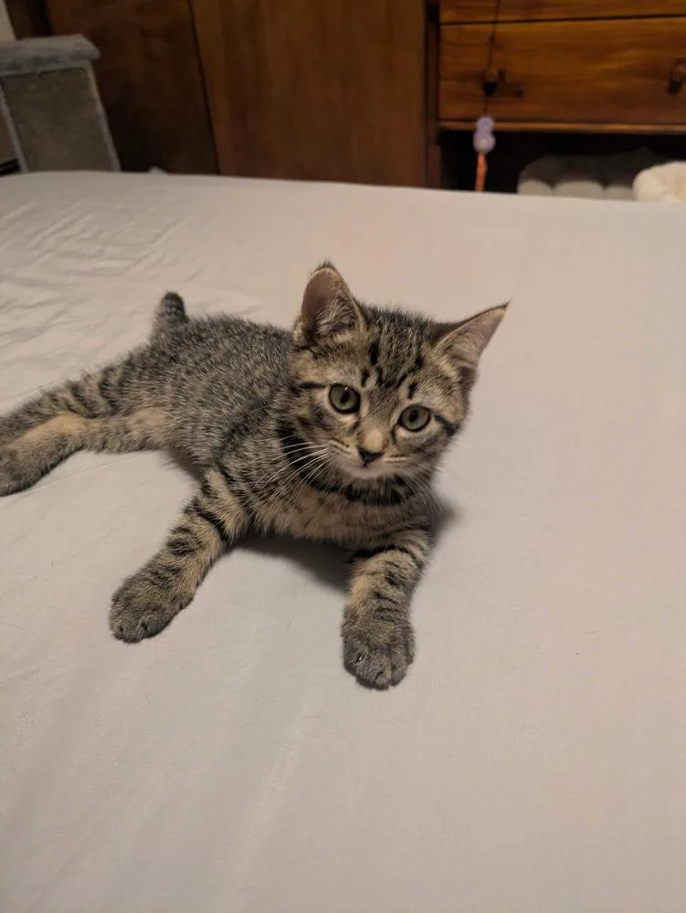 A baby medium-sized female Domestic Short Hair cat named Sinatra for adoption in Milltown, NJ